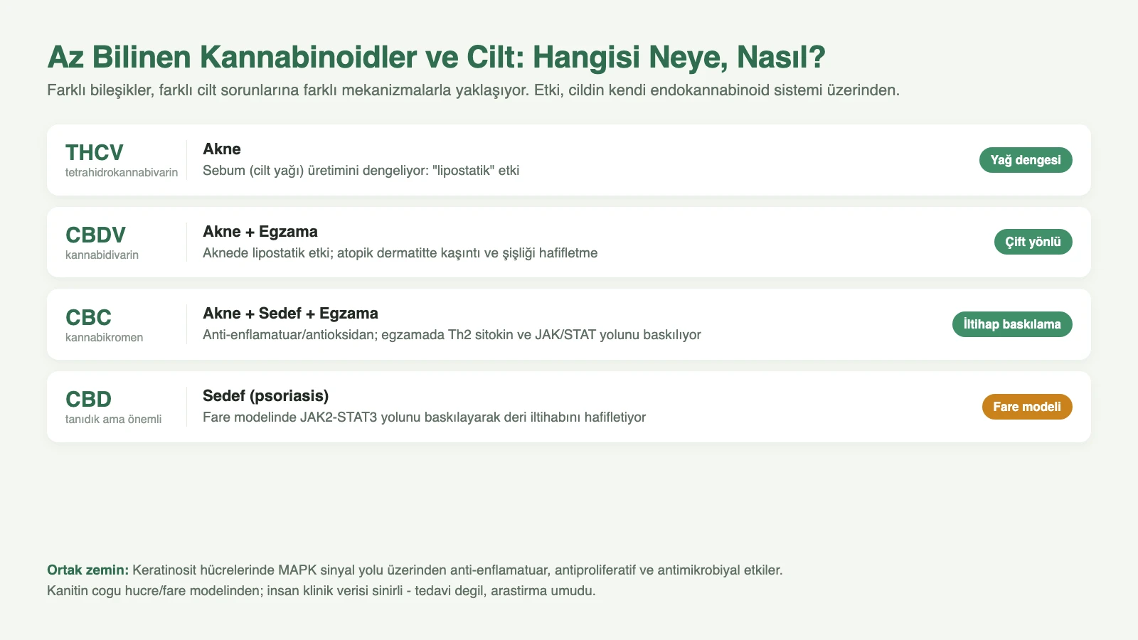 Az bilinen kannabinoidlerin cilt üzerindeki etkileri: THCV ve CBDV sebum dengeleyici (akne), CBC anti-enflamatuar (akne/sedef/egzama, Th2-JAK/STAT), CBD sedefte JAK2-STAT3 baskılıyor; hepsi keratinosit endokannabinoid sistemi üzerinden