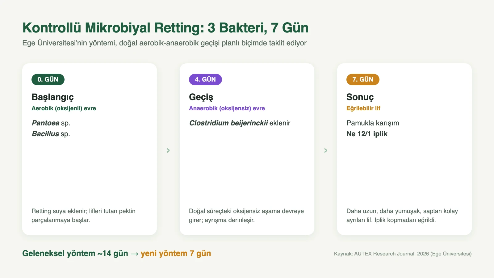 Yeni mikrobiyal retting yönteminin aşamaları: başlangıçta aerobik Pantoea ve Bacillus, 4. günde anaerobik Clostridium beijerinckii; 7 günde eğrilebilir tekstil lifi