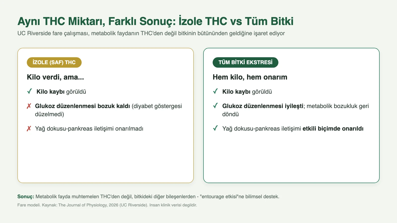 İzole THC ile tüm bitki ekstresinin karşılaştırması: izole THC'de kilo kaybı var ama glukoz bozuk; tüm bitki ekstresinde yağ dokusu-pankreas iletişimi onarılıyor, metabolik fayda belirgin